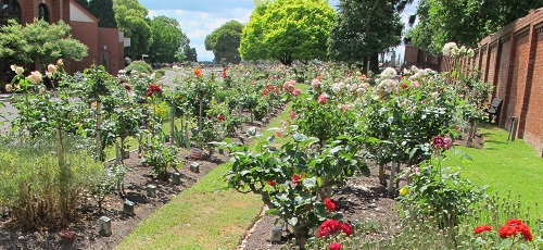 Rose garden