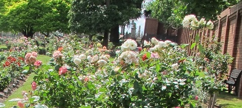 Rose Garden